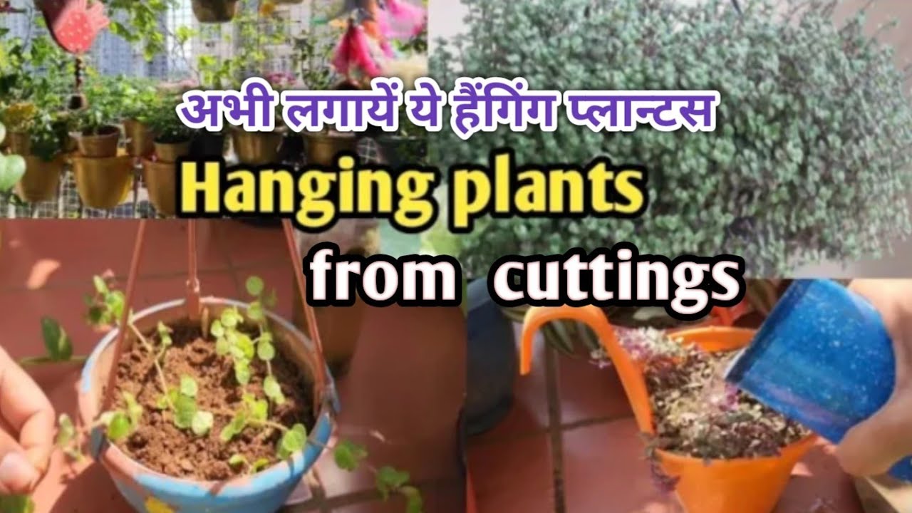 Summer gardening कटिंग अभी लगायें पूरी गर्मी में गार्डन रहेगा हराभरा सुंदर Grow cuttings 