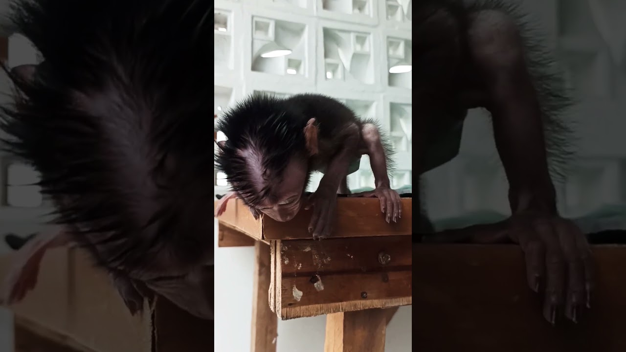 this is so crazy..😵 baby monkey is screaming so loud can't wait to get food 
