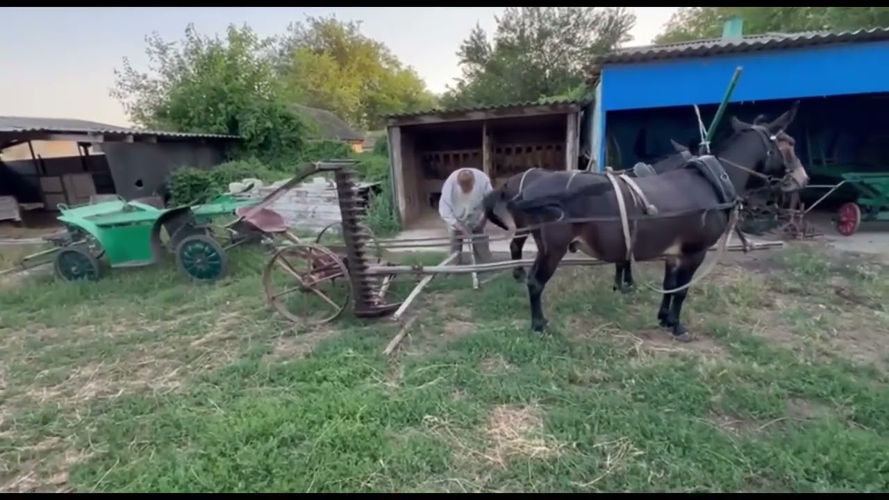 Запрягаем мулов в косилку.