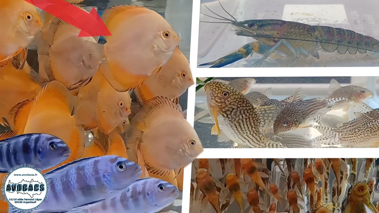 Bourse aux poissons AVOBACS 2022 / Argenteuil 95