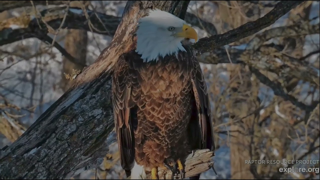 Decorah North Eagles 2-21-26 More Mr North closeups, talons