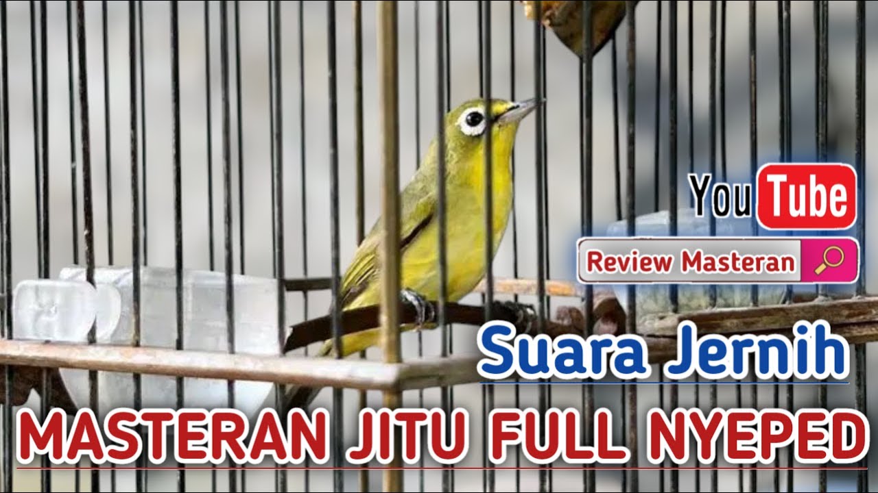 CIAK CIAK MASTERAN KECIAL KUNING BETINA ‼️PANCINGAN SUARA CIAK CIAK RAME JOSS GACOR BUKA PARUH
