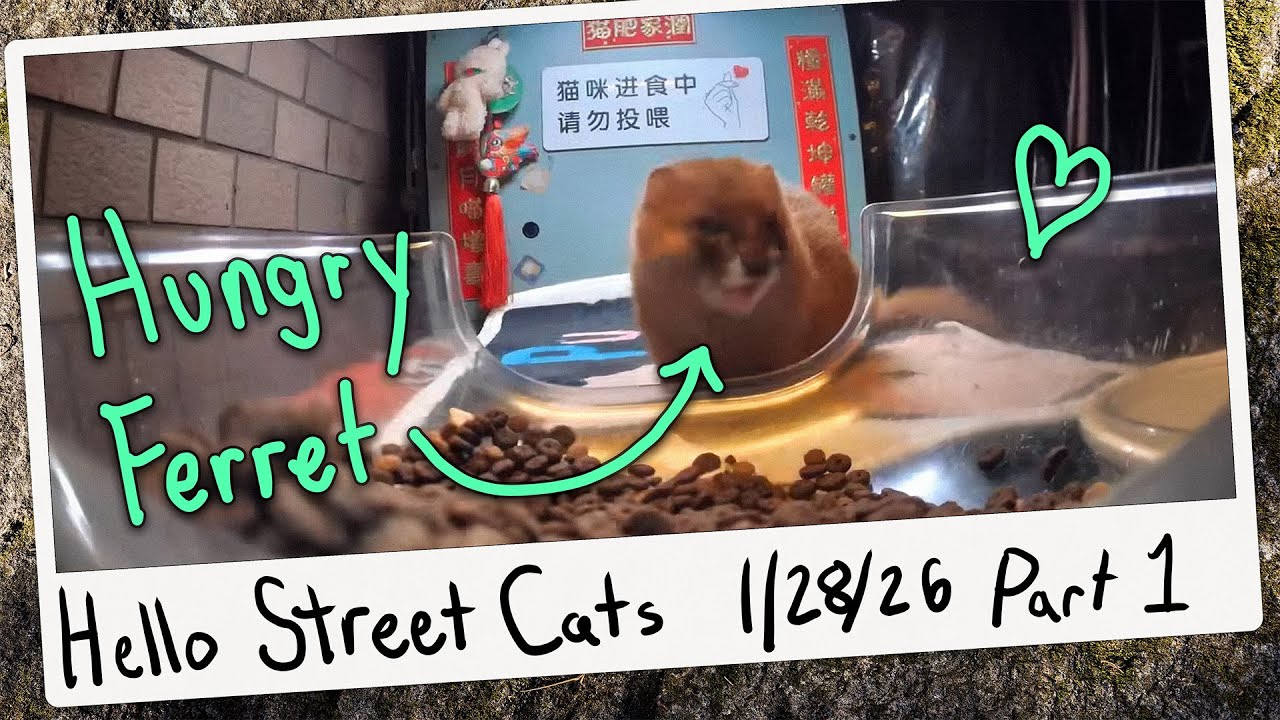 We Spotted a Hungry Ferret at Mr. Fall's Feeder! 😺💞 Hello Street Cat Archive 1/28/26 Pt 1