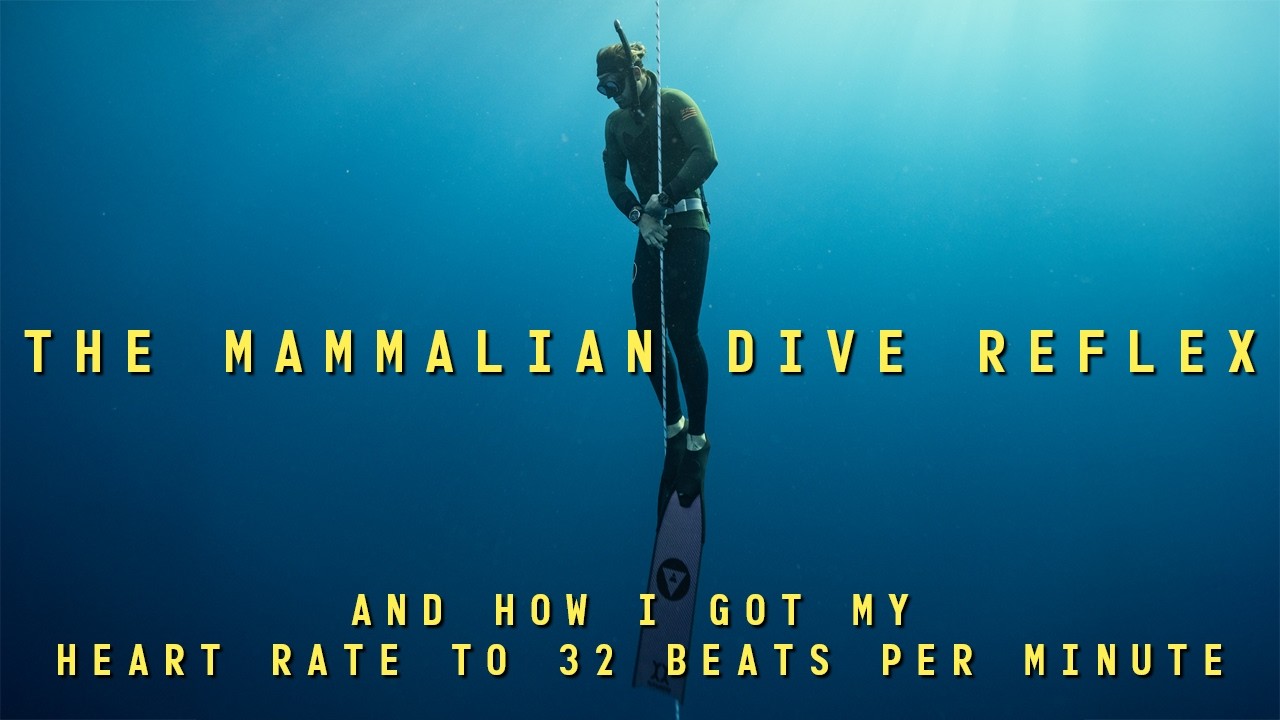 Why Caffeine Hurts Your Freediving: The Mammalian Dive Reflex Explained