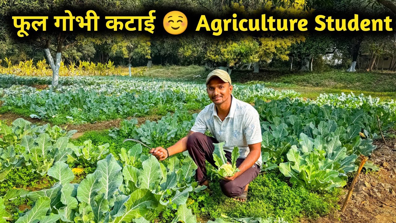 Phool Gobhi Katai ☺️ Agriculture Student फूल गोभी कटाई करने आए है आज 