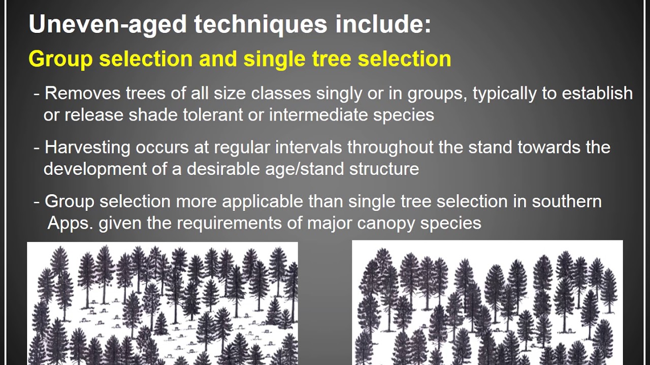 Lecture 9   Silviculture Part 4 Video