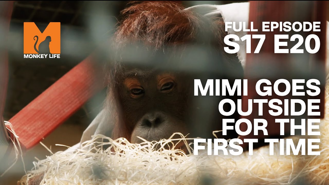 Mimi Goes Outside For The First Time | Season 17 Episode 20 | Full Episode | Monkey Life
