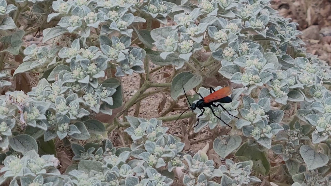Tarantula Hawk Pepsis Formosa