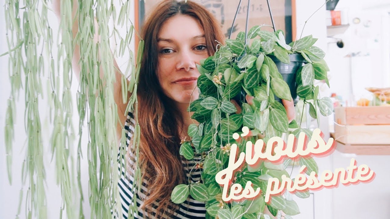 Toutes mes plantes retombantes