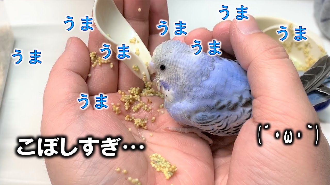 食べれてる？セキセイインコのヒナがさし餌をこぼしまくってますが大丈夫かな？（くろねこチャンネル）
