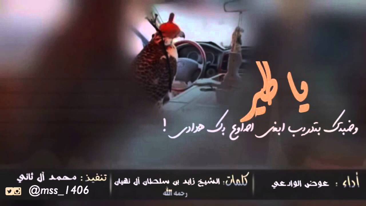 شيلة - يا طير وضبتك بتدريب | أداء : عوض الوادعي | الحان : خالد عبدالرحمن [ أصلي + مسرع ] 2016