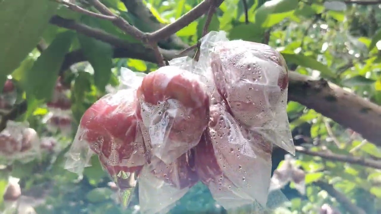 Thăm vườn Mận An Phước 