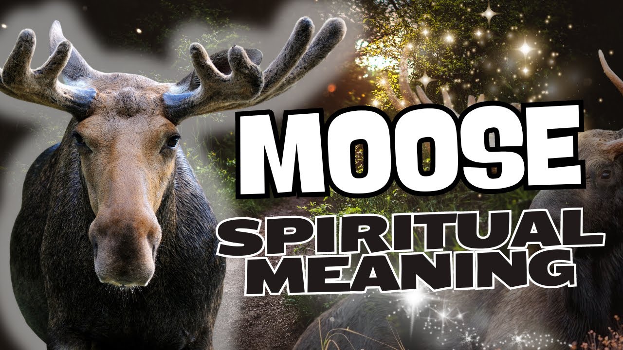 The Moose is NOT What You Think: Its POWERFUL Spiritual Meaning