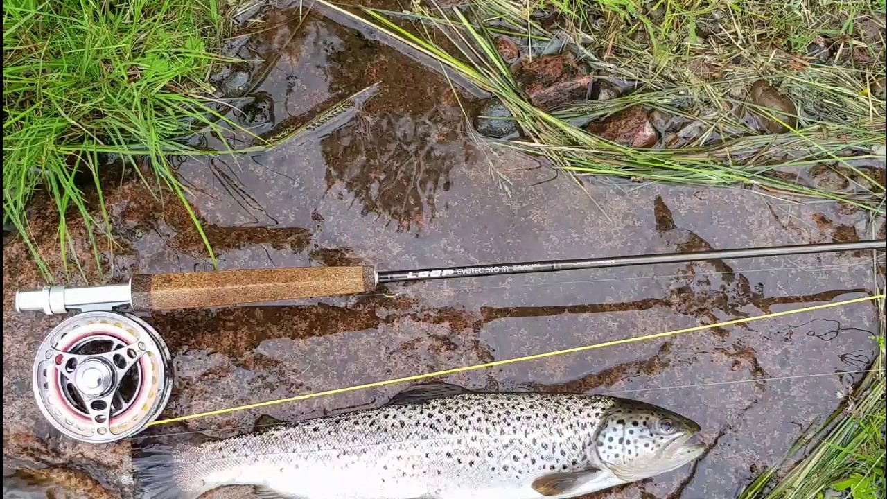 Flugfiske Härjedalen 2017!