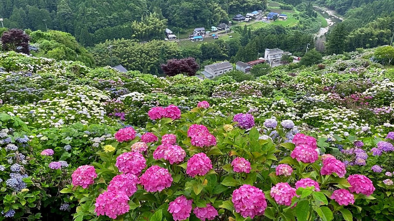 2020/06/25　小雨模様　新宮あじさいの里　満開です！　～愛媛県四国中央市～