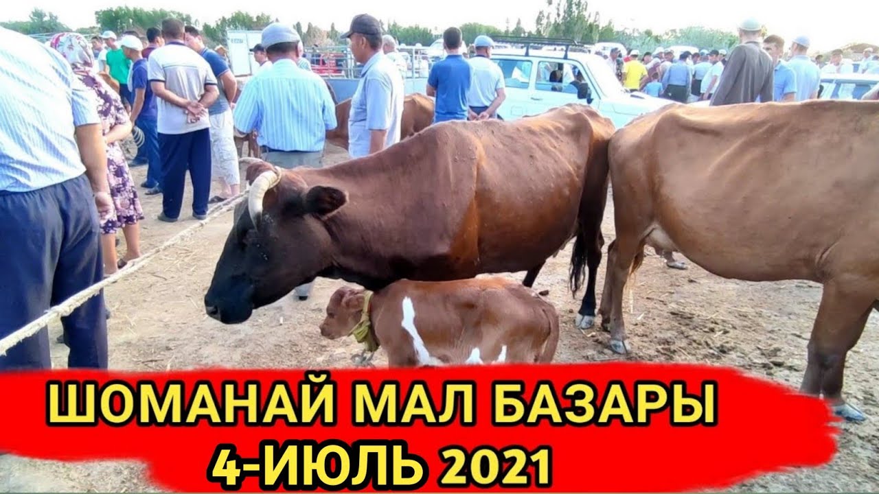 МАЛ БАЗАР ШОМАНАЙ 4-ИЮЛЬ/СКОТНЫЙ РЫНОК/BUQALAR/BIG BULLS IN THE WORLD/BIG COW