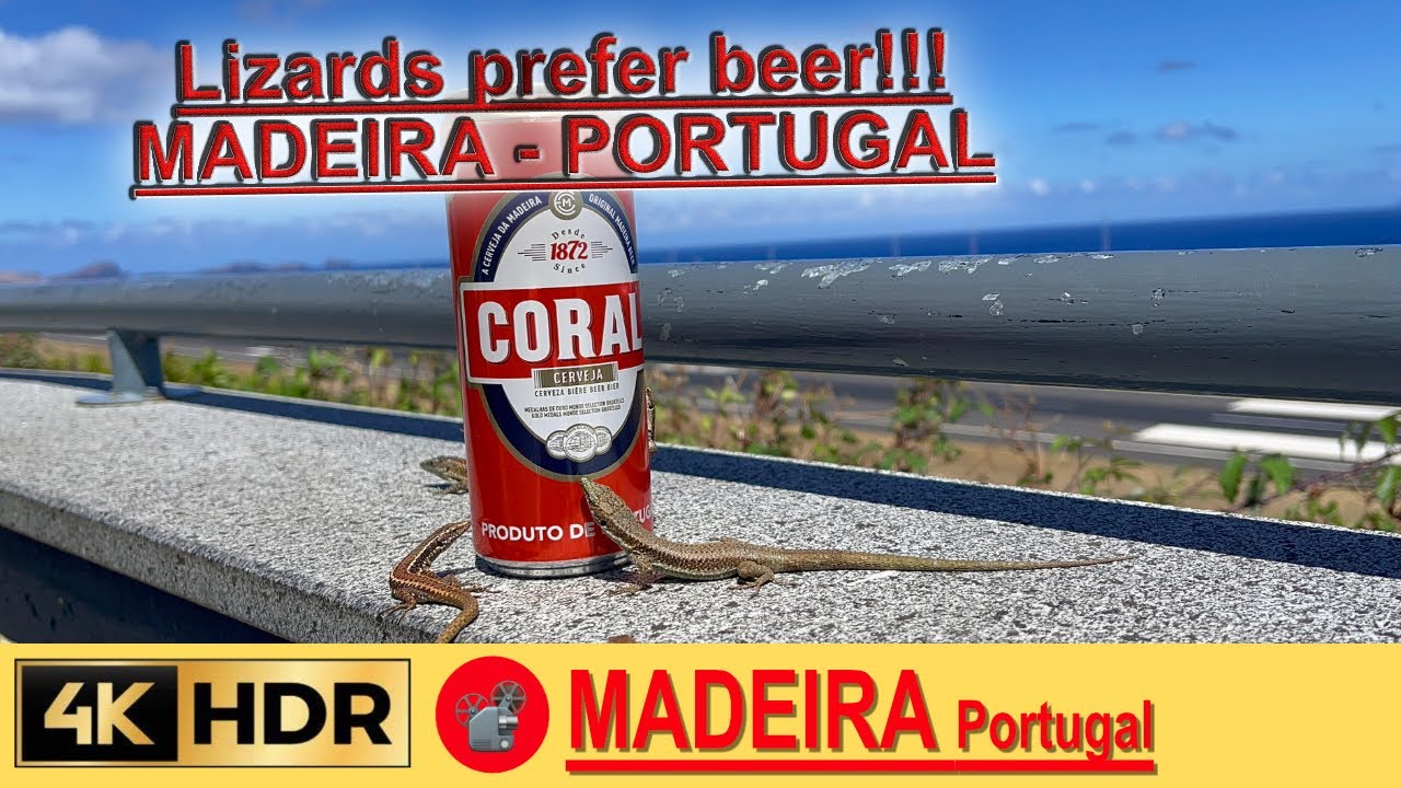 MADEIRA - Lizards prefer beer  in 💢4K 