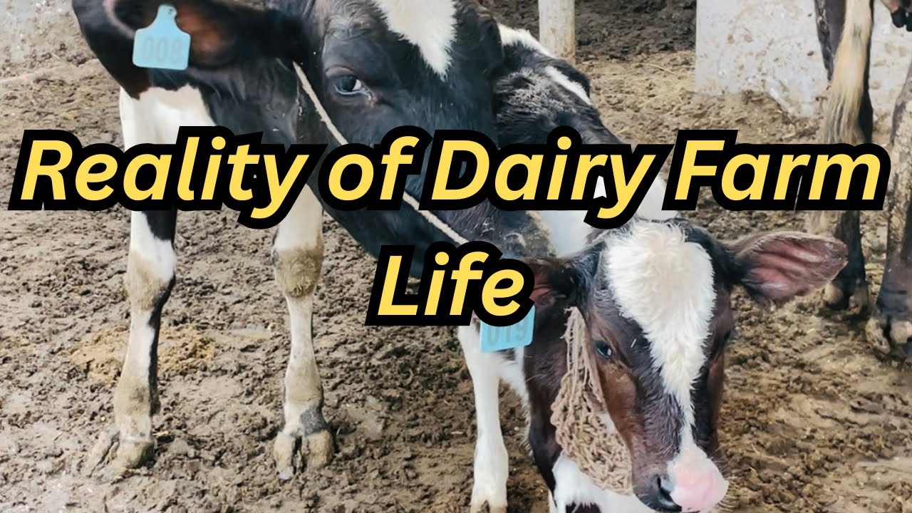 Emotional Vlog | Aaj Dairy Farm Mein Bohat Buri Situation Ho gai | Reality Video Dairy Farm Accident