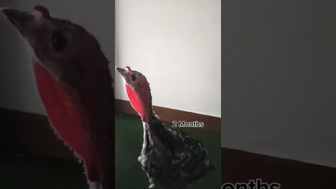 Growth of Turkey Bird from day1 chick to 8 Months Adult  #change  #trsnformation #growth #lifecycle