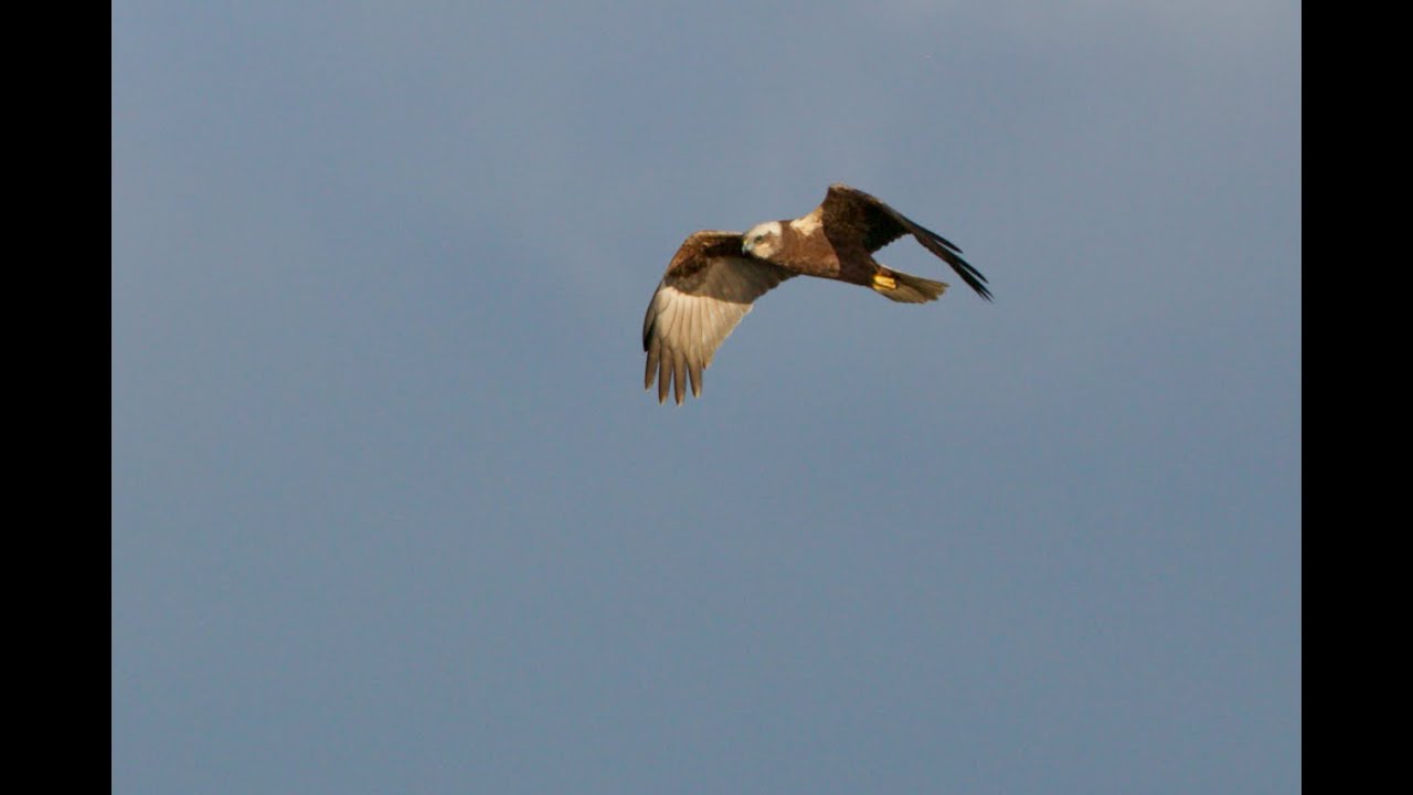 Visit to LEIGHTON MOSS
