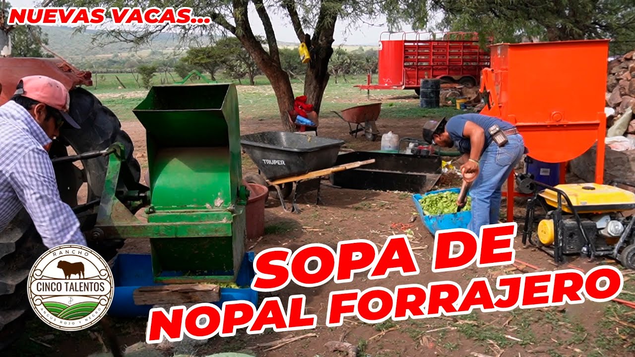 MÁS SOPA DE NOPAL FORRAJERO | NUEVAS VACAS | Rancho Cinco Talentos | Zacatecas