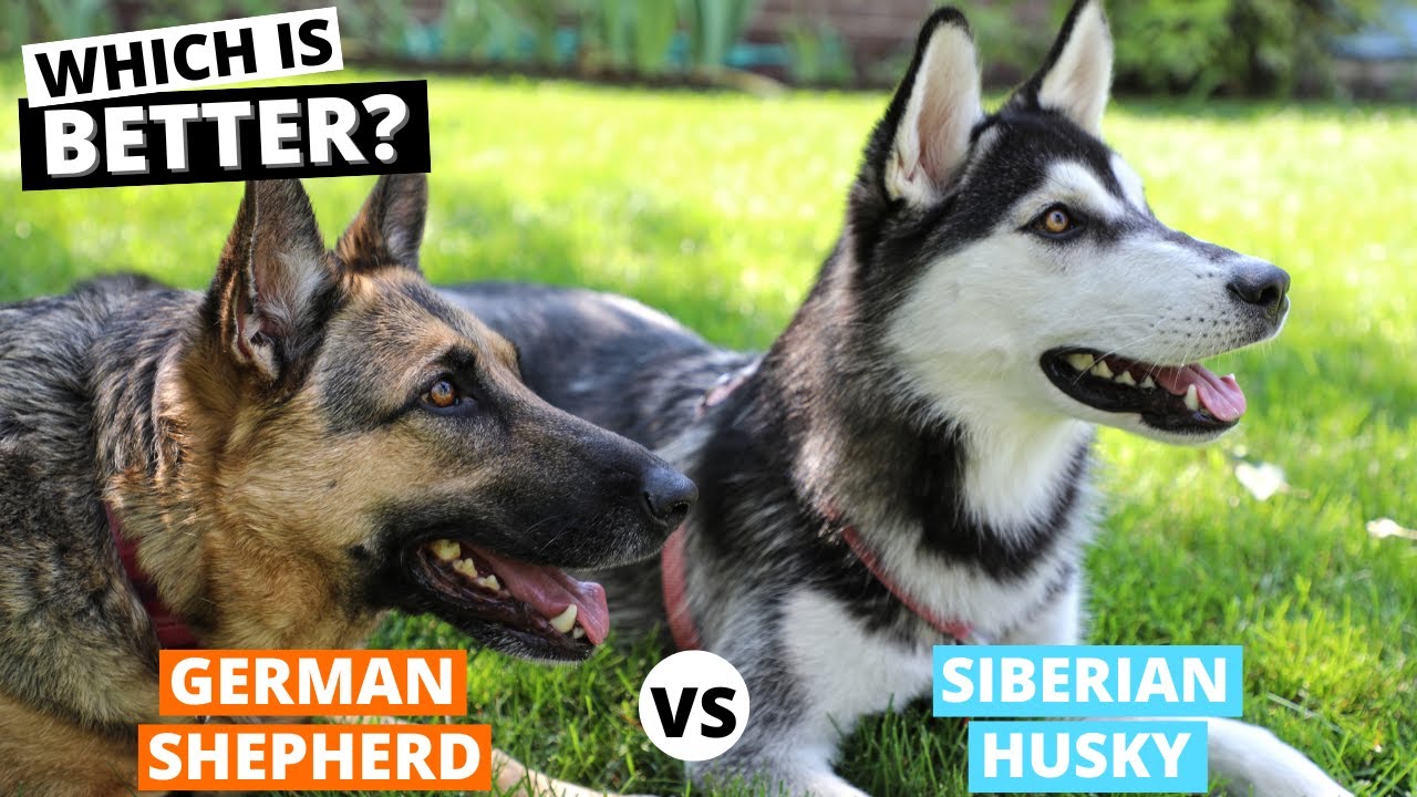 German Shepherd vs. Siberian Husky: Which is Better?