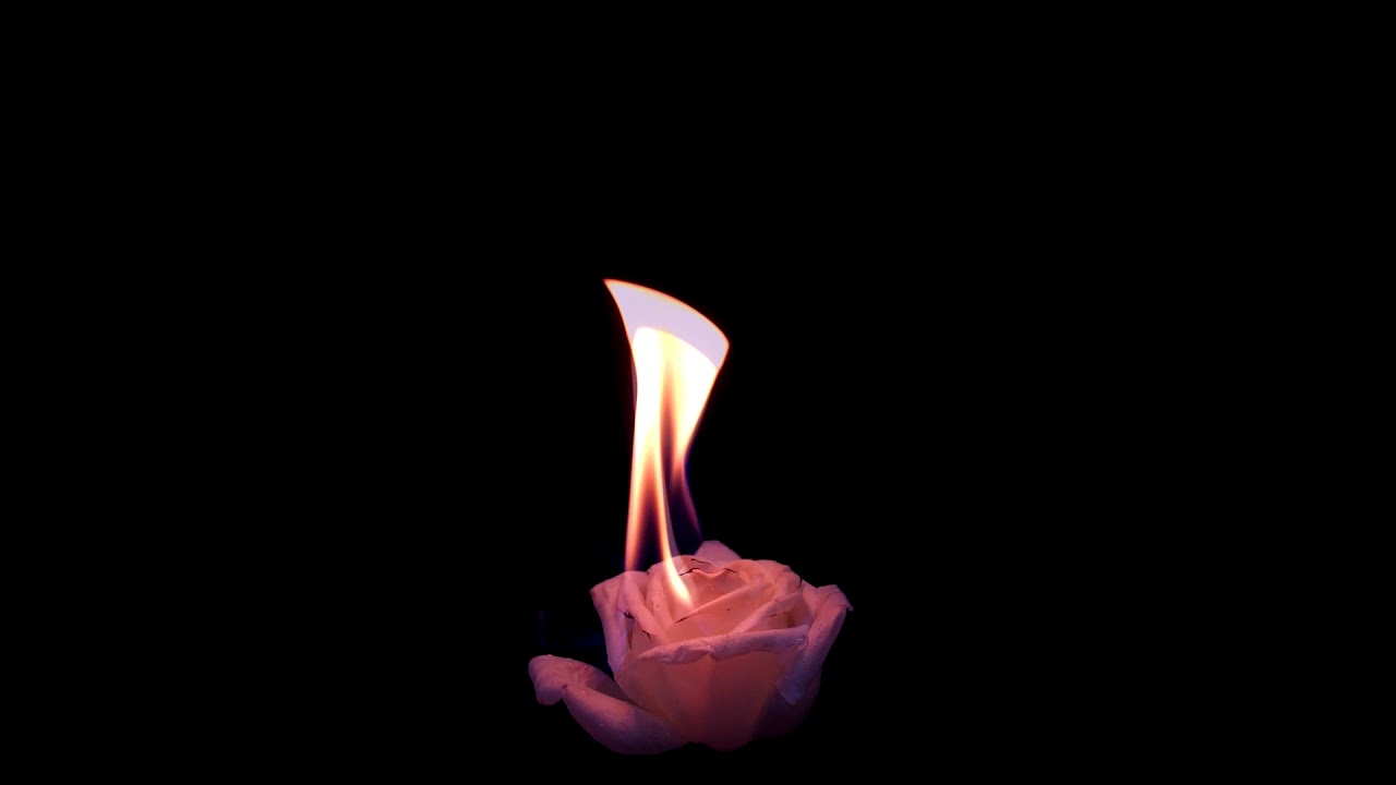 Free Stock Footage - Rose and Fire