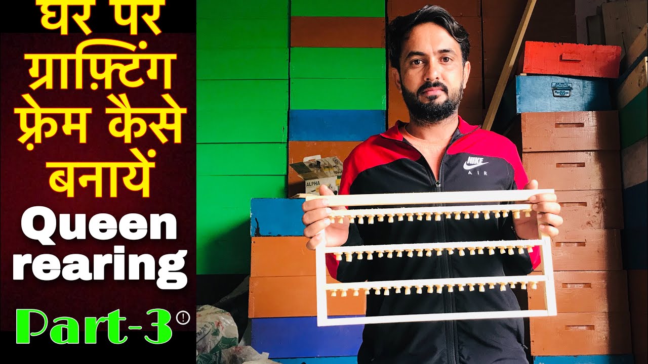 🟢 ग्राफ़्टिंग द्वारा क्वीन कैसे बनायें पार्ट-3 (घर पर ग्राफ़्टिंग फ़्रेम कैसे बनायें)Queen rearing