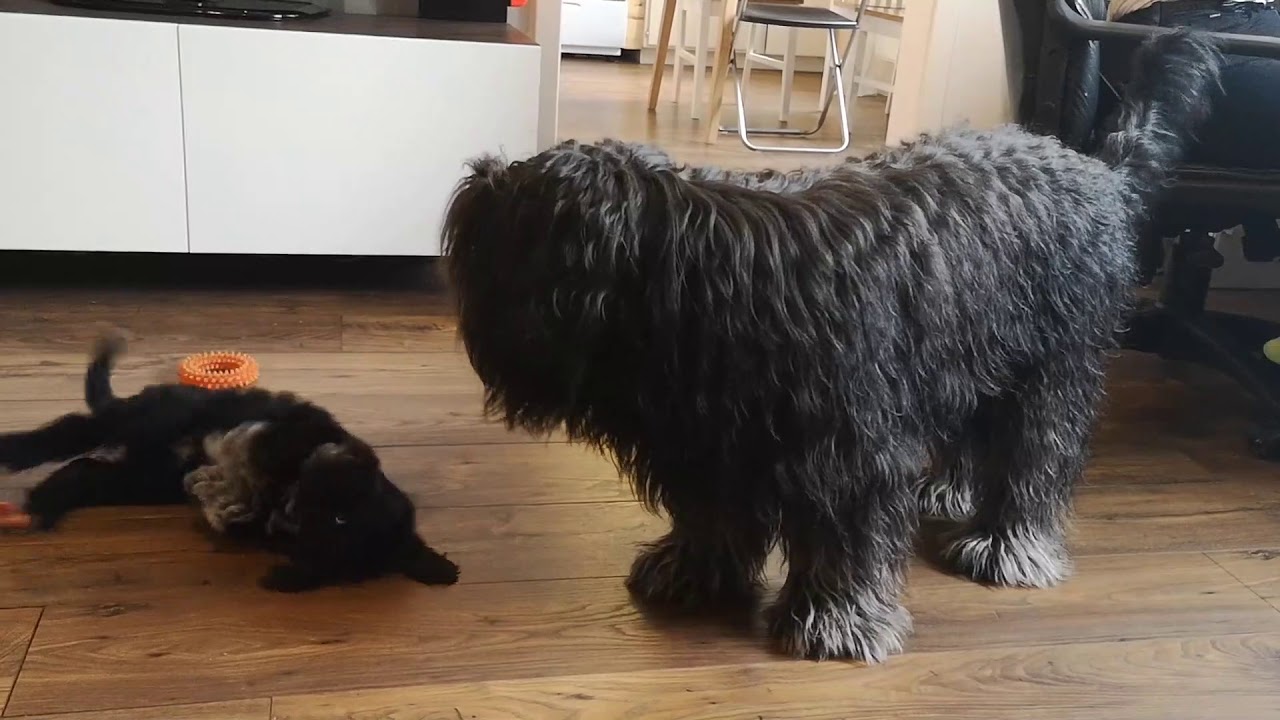 Tre generationer schapendoes leker