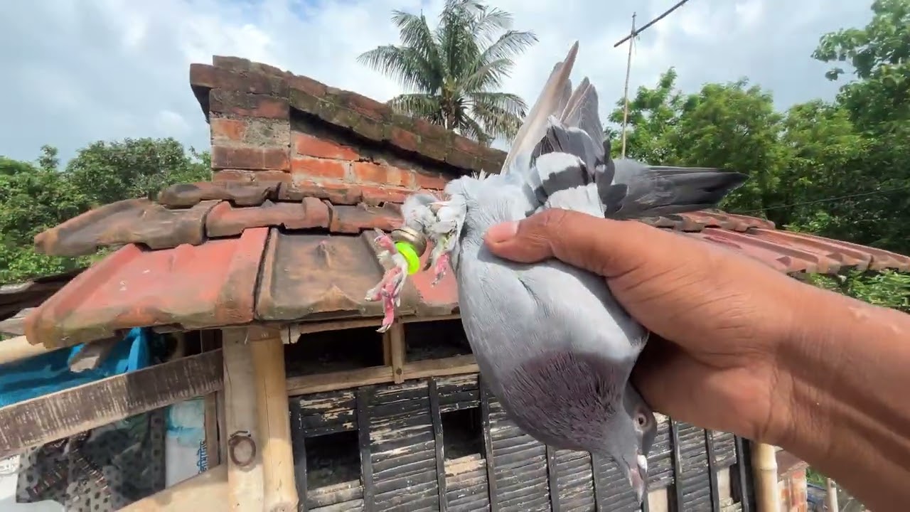 আবার পায়রা হারিয়ে গেলো 🕊️🧿 #montuvolg #tranding #pigeon #kabutar #newpost #viwes #villa #viralvideo