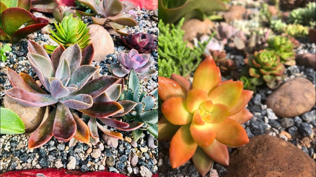Saiba como intensificar a coloração das suculentas e tenha um Jardim mais colorido! 🪴🌷
