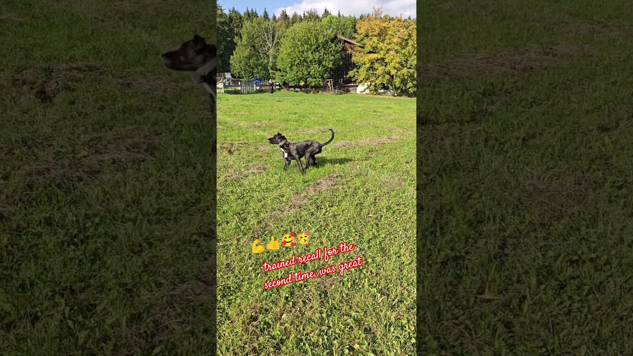 #canecorso
