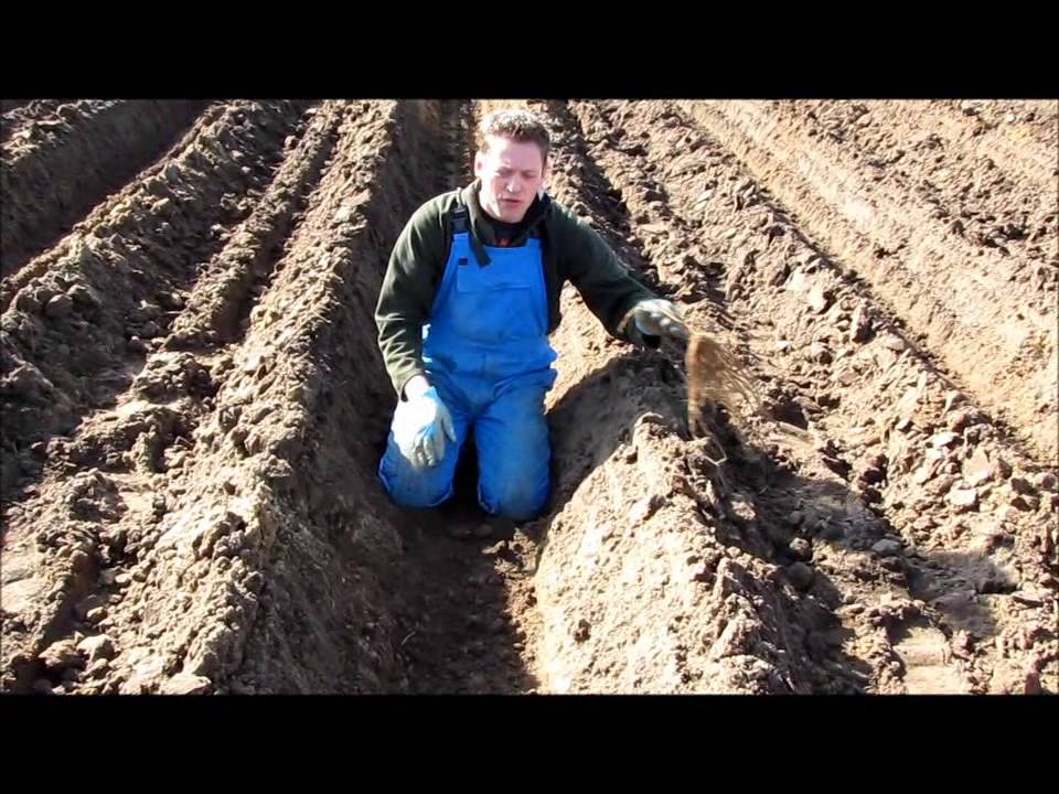 Film asperges planten