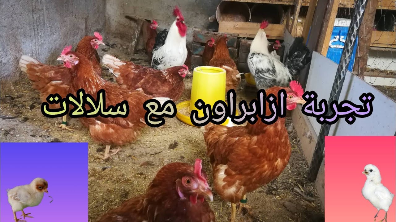 شوفو كيفاش كايخرجو عتوكات و فلالس خليط ازابراون و سلالات 🐓🐓