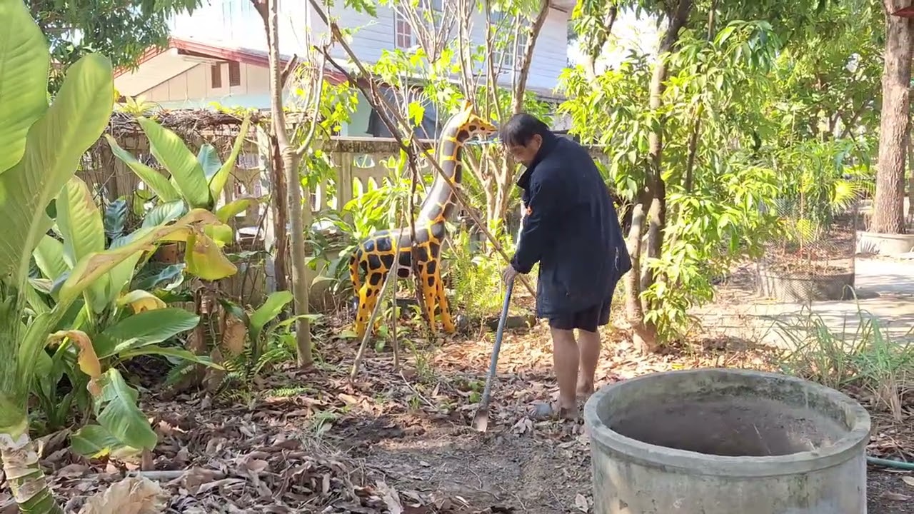 เตรียมที่ปลูกมะม่วง #เตรียมที่ปลูกมะม่วง #มะม่วง 