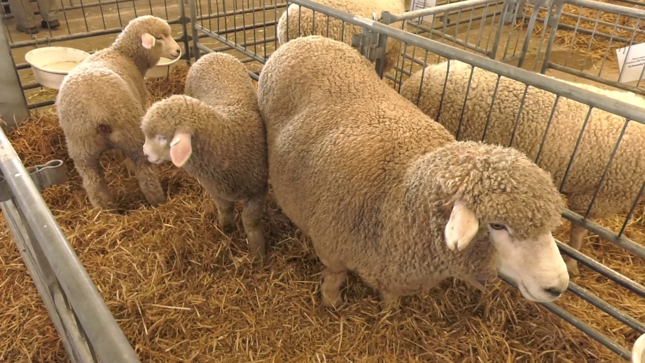Livestock: Corriedale Sheep
