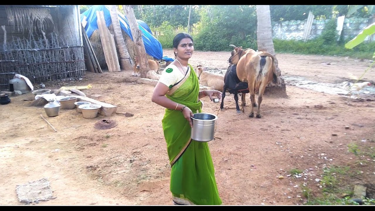 Cow Milk | Cow Milking | Milking cows by hand | How to milk a cow by Hand | Milk cow | Cow