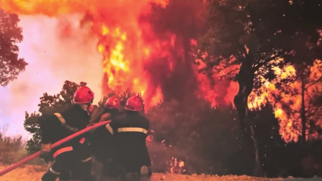 Travail sur la ressource « forêt »