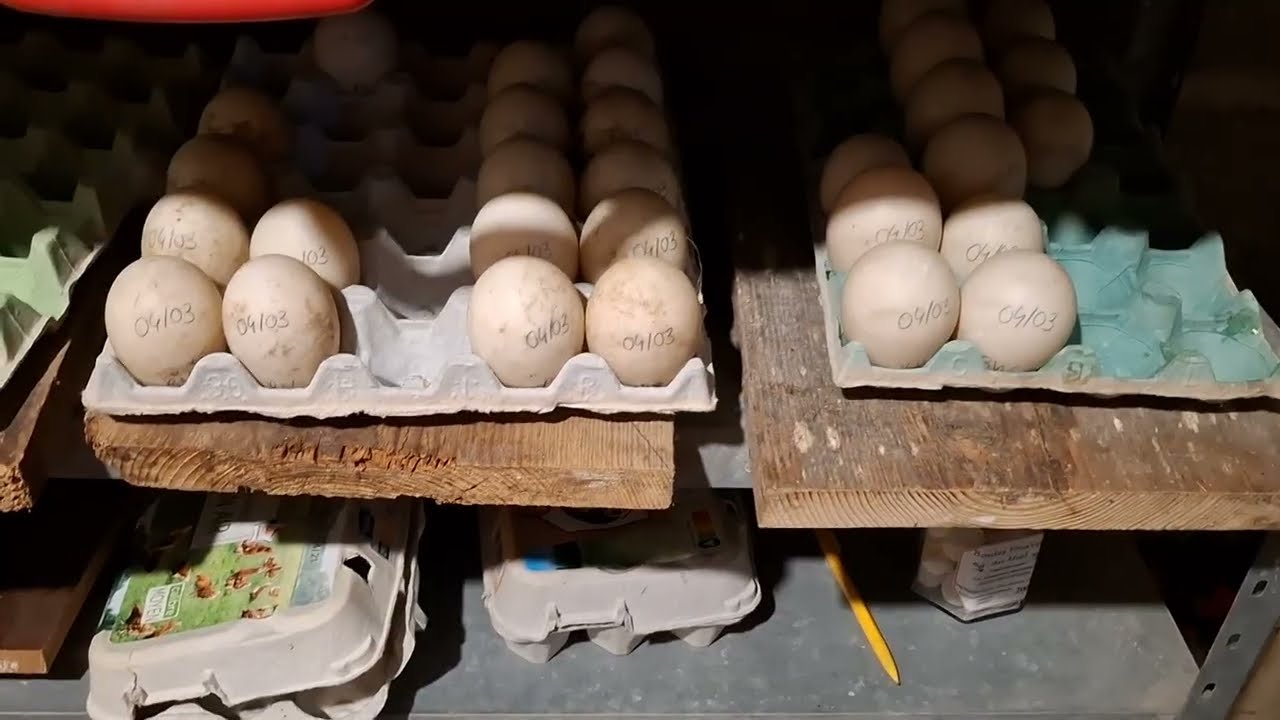 Comment stocker et envoyer des oeufs à couver !