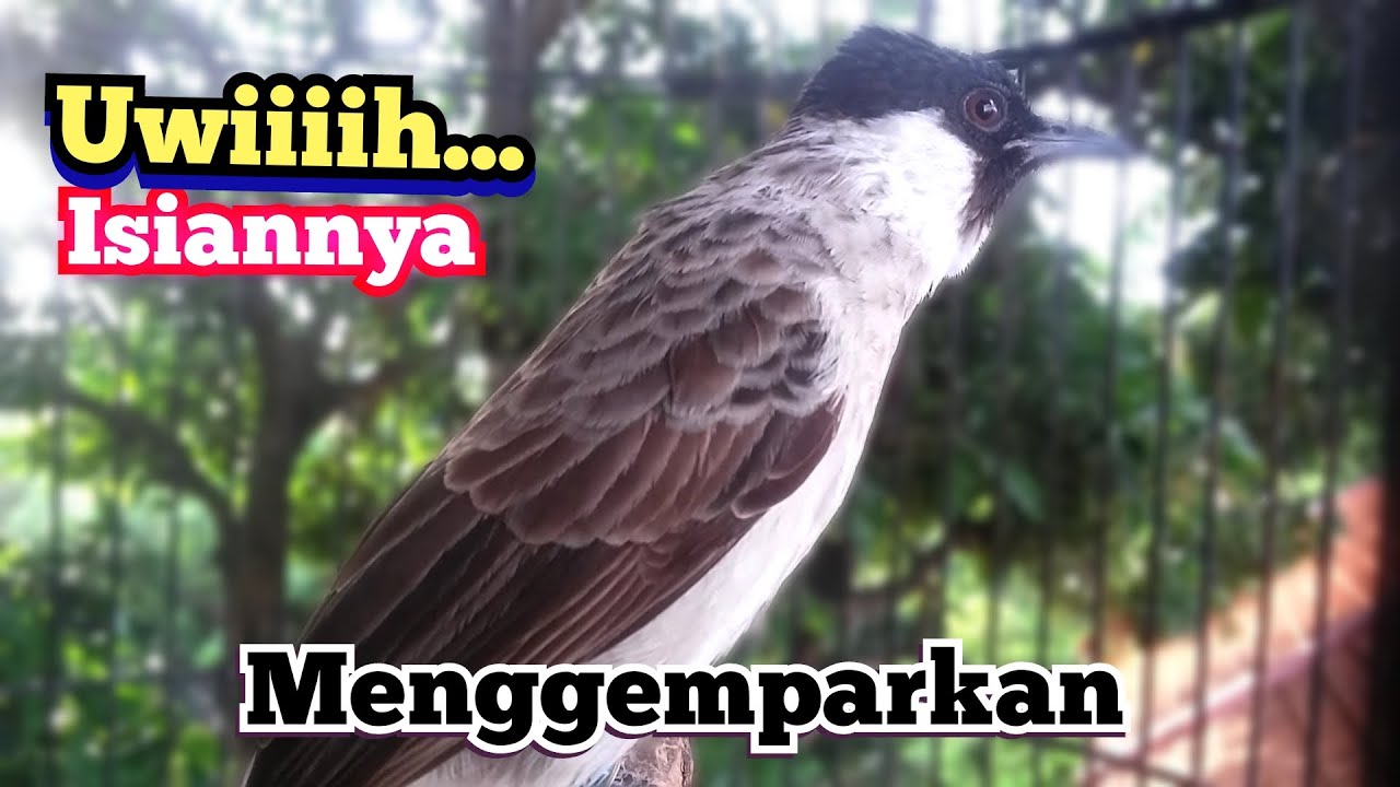 kutilang gacor full isian burung mahal..