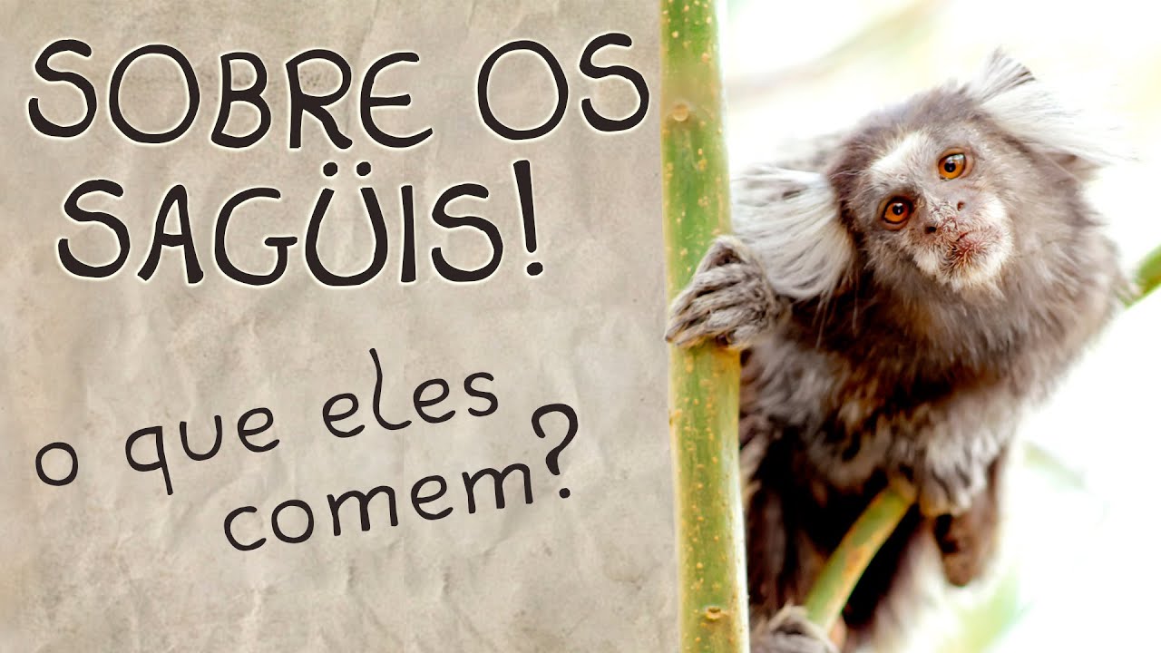 Sobre o Sagüi! - Alimentação