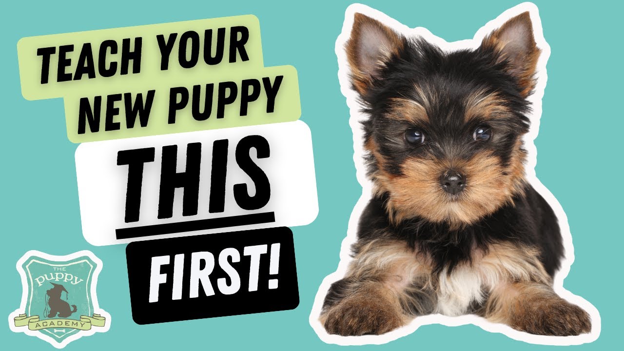 The FIRST THING to Teach Your New Puppy (The Relationship Game)