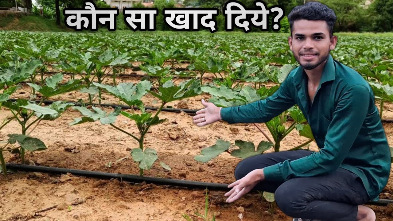 Bhindi Me First Drenching Kar Diye| Bhindi Ki Kheti Drip System 