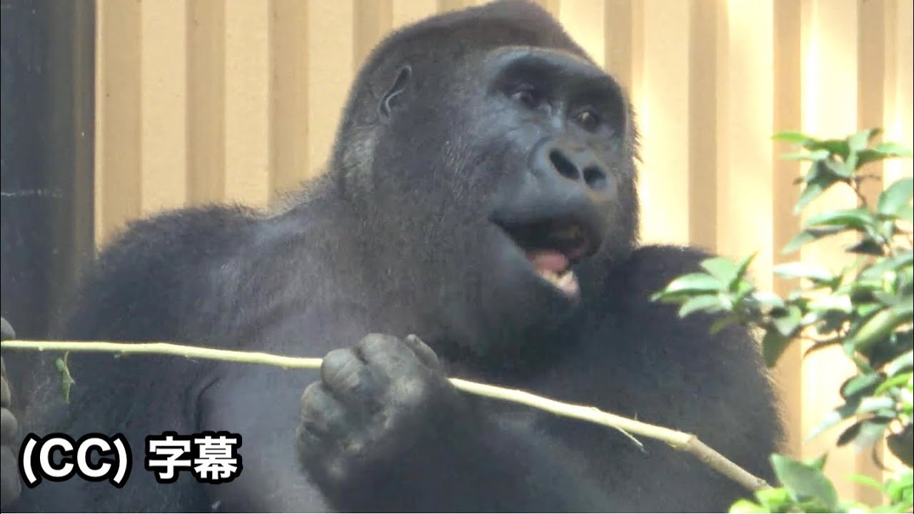 Гентаро может не справиться с Энни! Влияние Шабани.  Семья Момотаро, горилла