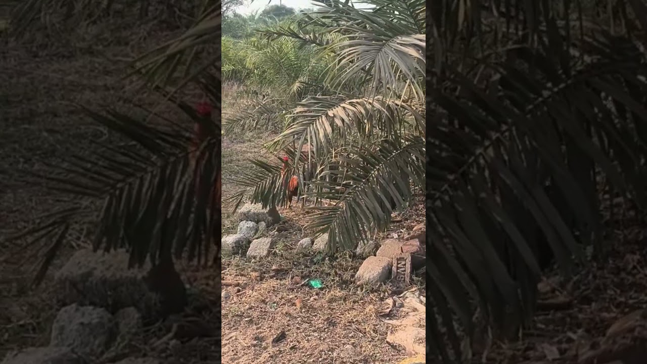 నాటుకోళ్ల పెంపకం |  Country chicken farm | Natu kolla farm