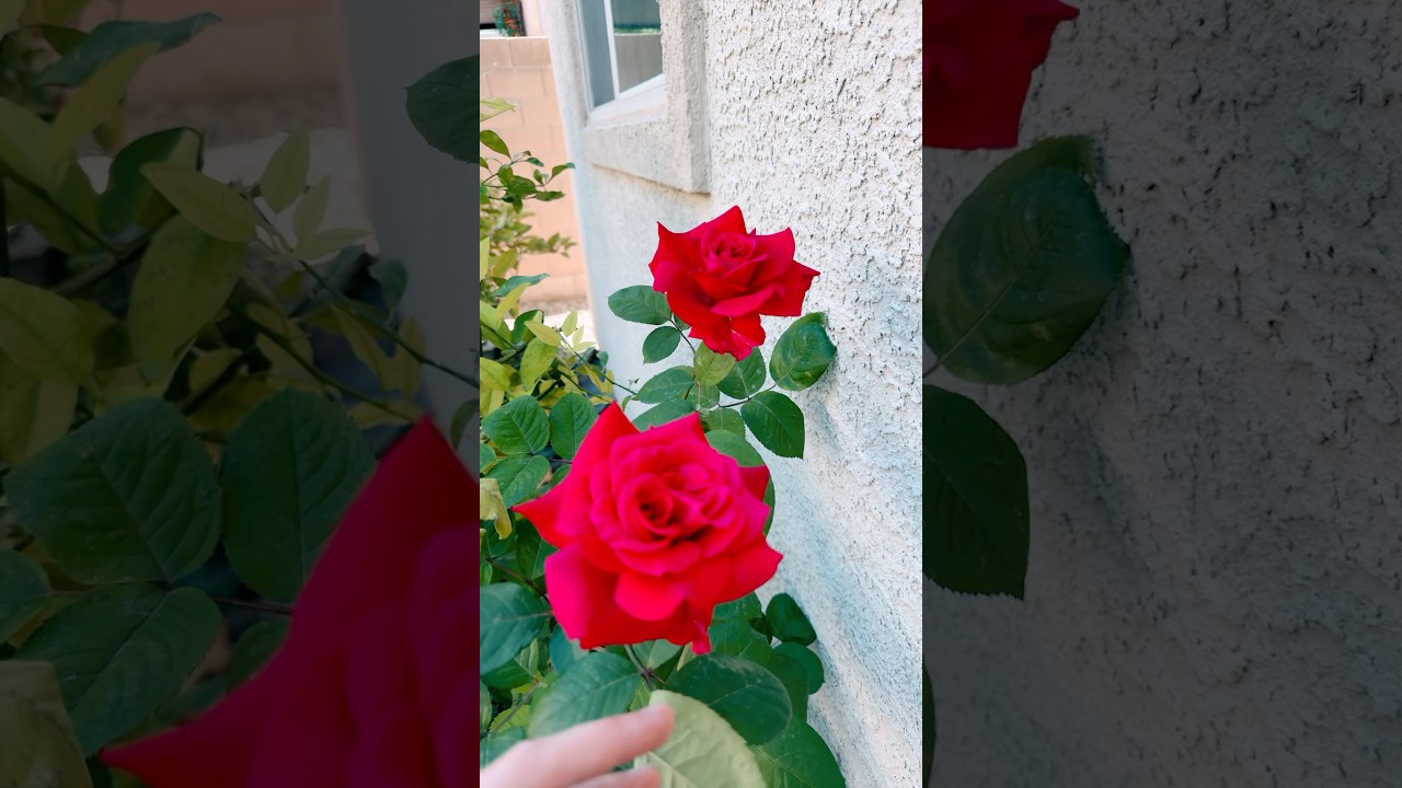 БАБКА-ОГОРОДНИЦА #fragranceoftheday #парфюмерия #perfume #духи