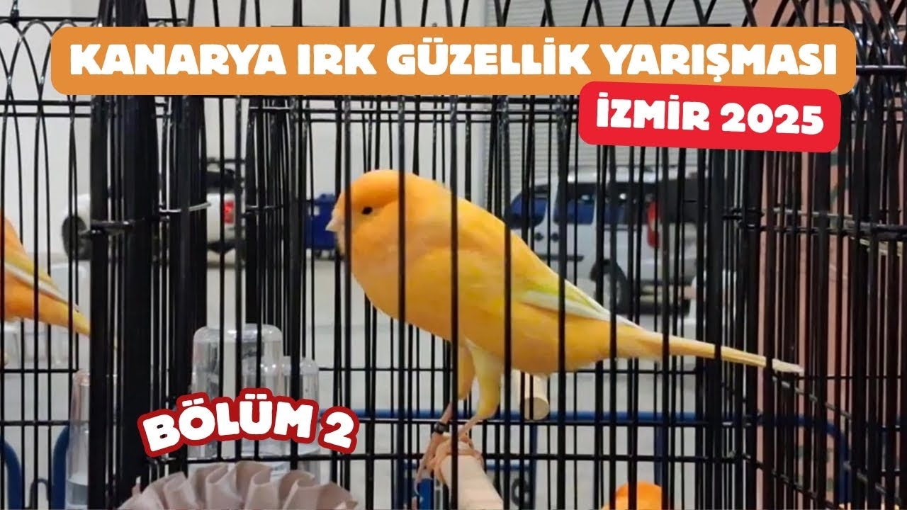 ( BÖLÜM 2 ) KANARYA IRK GÜZELLİK YARIŞMASI İZMİR  2025   
