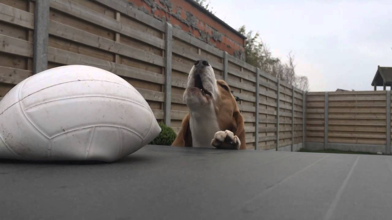 Bad Dog Crimes in 90 Seconds. This is one Bad Beagle!