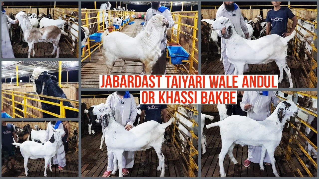 Hira Goat Farm Pe Palai K Bakro Ne Diye Jabardast Result Reasonable Rates  Me New Mumbai Panvel
