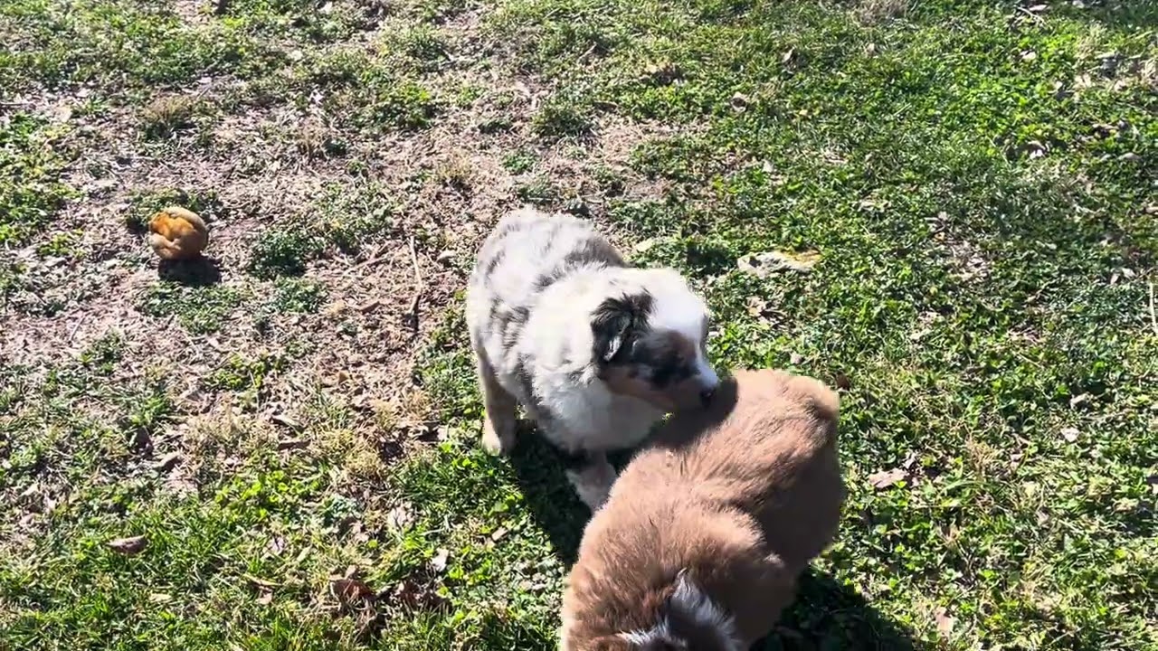 “Ryker” Hattie’s blue merle male 